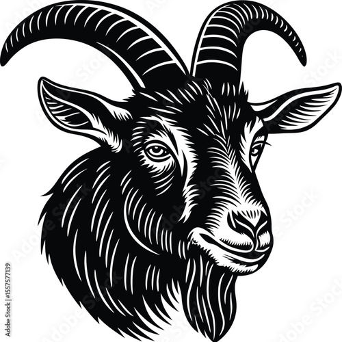 Isolated white and black horned goat mammal on a white background, goatling, black fur, wildlife photography, horned animal