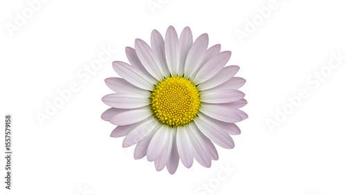 Common daisy blossom isolated on transparent background