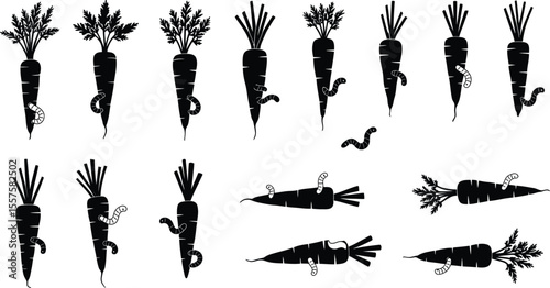 Carrots with Wireworm Pests Silhouettes: Illustrating Agricultural Damage, Garden Problems, Crop Infestation, and Organic Farming Challenges.