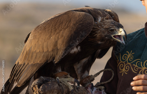 a trained golden eagle as a falconry, is holden by owner in kyrgyzstan