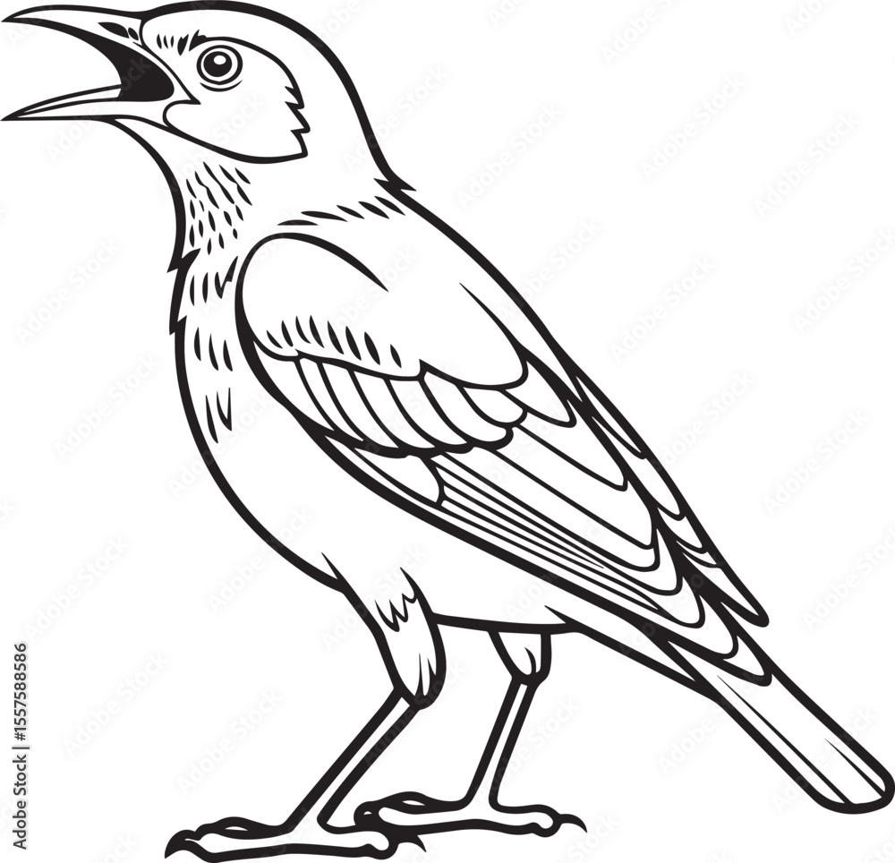 Obraz premium Black and White Jungle Myna Bird Illustration – Detailed Hand-Drawn Style Silhouette of a Myna Perched with Alert Posture – Isolated on White Background for Forest Wildlife and Nature Art Projects