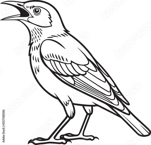 Black and White Jungle Myna Bird Illustration – Detailed Hand-Drawn Style Silhouette of a Myna Perched with Alert Posture – Isolated on White Background for Forest Wildlife and Nature Art Projects