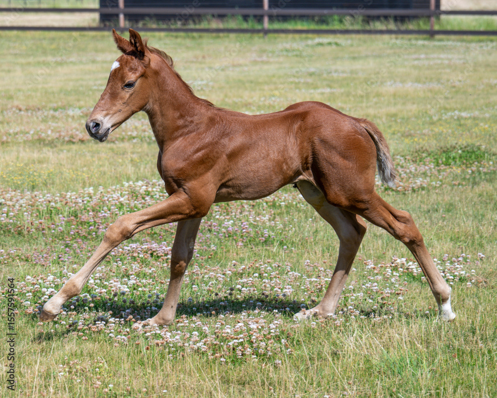 Fototapeta premium Young and Full of Life: Seven-Day-Old Chestnut Colt Enjoying a Playful Gallop in the Sun