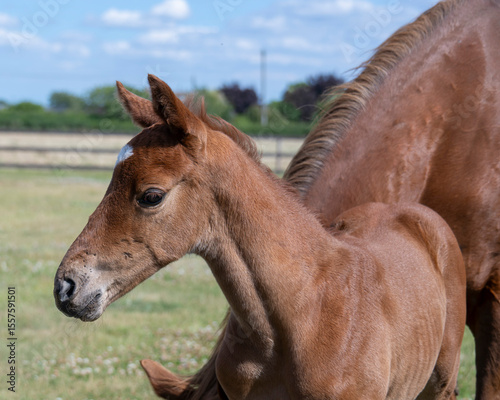 Young and Full of Life: Seven-Day-Old Chestnut Colt Enjoying a Playful Gallop in the Sun