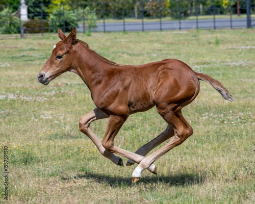 Young and Full of Life: Seven-Day-Old Chestnut Colt Enjoying a Playful Gallop in the Sun