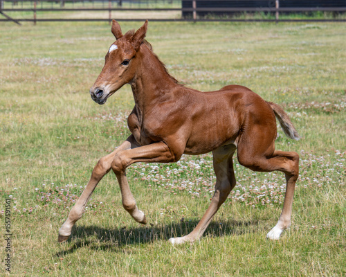 Young and Full of Life: Seven-Day-Old Chestnut Colt Enjoying a Playful Gallop in the Sun
