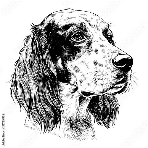 head english setter Dog pet portrait engraving intricate retro hand drawn style line art black and white vector illustration, isolated on white background