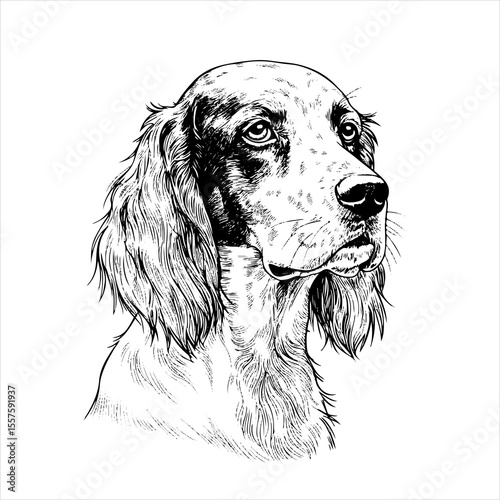 head english setter Dog pet portrait engraving intricate retro hand drawn style line art black and white vector illustration, isolated on white background