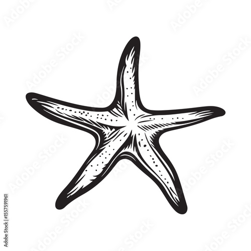 Vector illustration of a starfish shown whole and in cross-section view, highlighting its internal structure and texture. Perfect for marine biology, educational materials, ocean-themed designs.