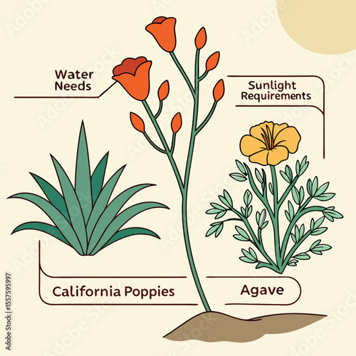 Illustration showing california poppies agave water needs and sunlight requirements for plants in a garden