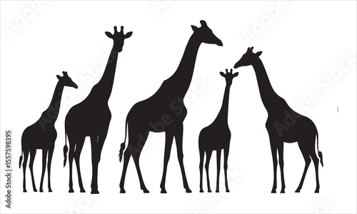 A diverse group of giraffes standing together in a line silhouette