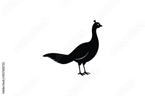 peacock on white background