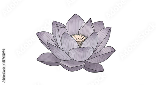 Delicate lavender gray lotus flower illustration