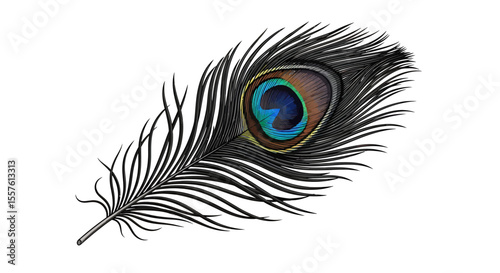 Peacock feather closeup
