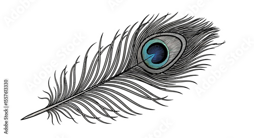 Peacock feather illustration graphic