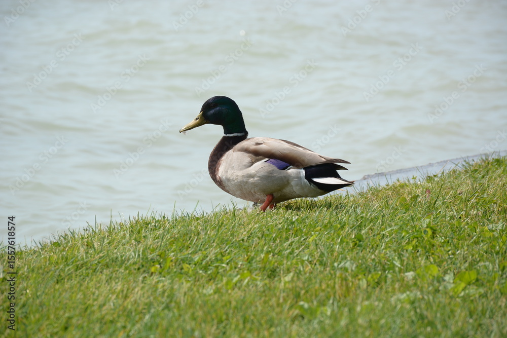 Obraz premium duck on the water