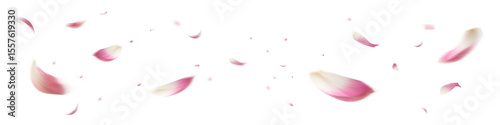 Realistic Lotus Petal Falling Transparent
