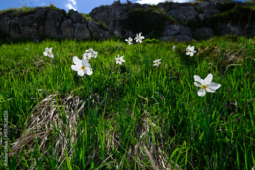 Weiße Narzisse, Dichter-Narzisse // poet's daffodil  (Narcissus poeticus) - Tomorr Nationalpark, Albanien
