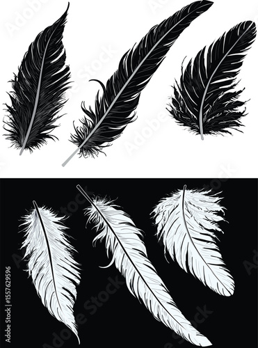 six feathers isolated on white and black background