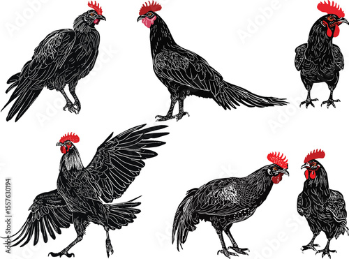 six roosters set isolated on white