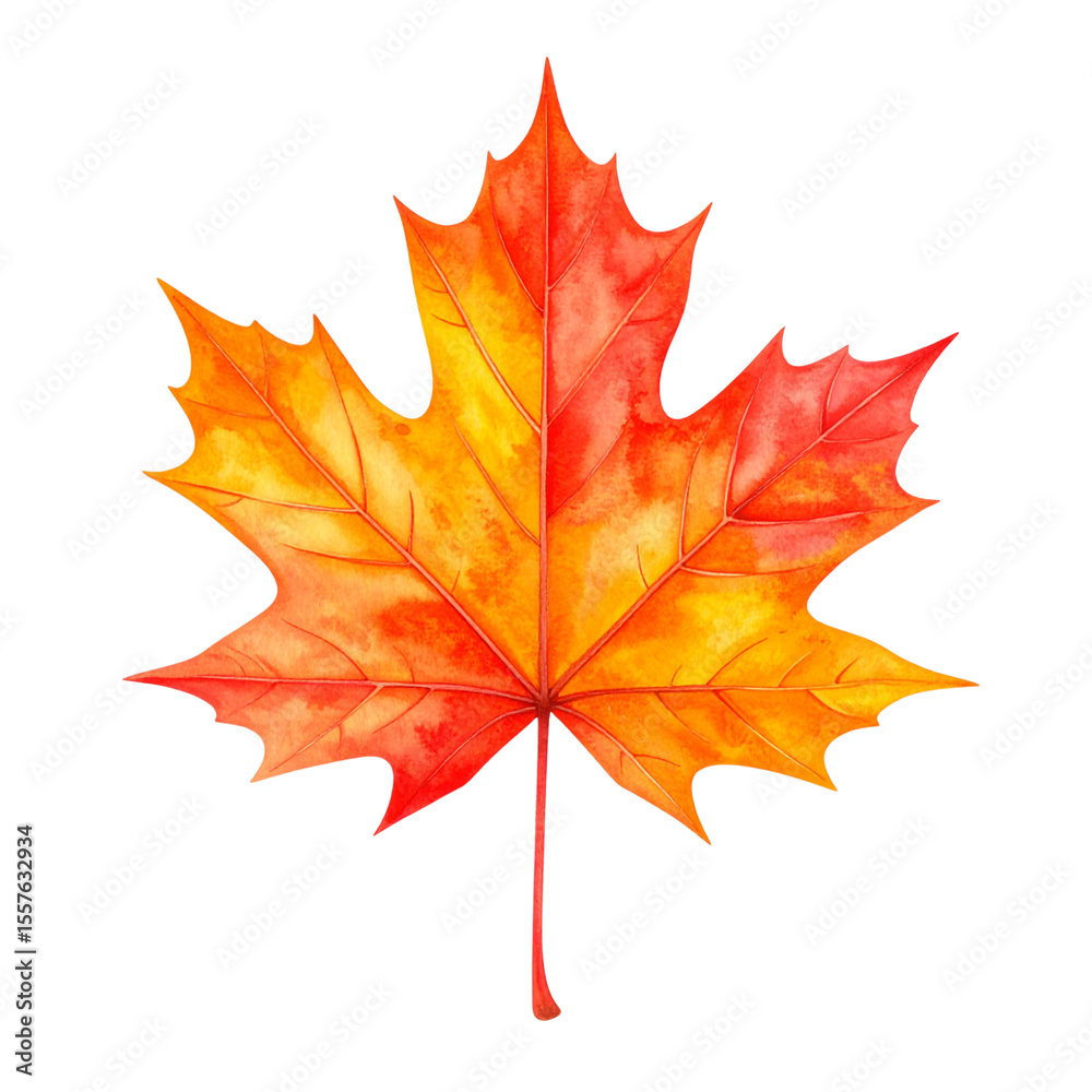 Obraz premium maple leaf isolated on white