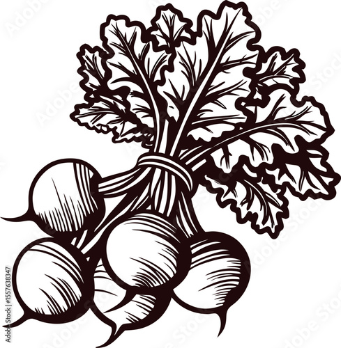 Hand drawn bunch of fresh radishes with leaves detailed vintage botanical illustration