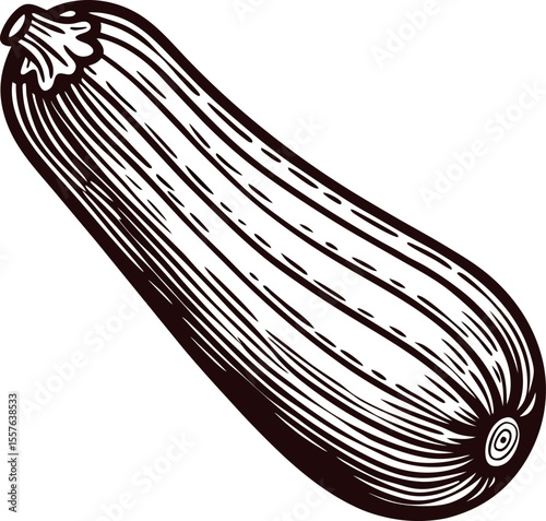 Hand drawn vintage zucchini illustration isolated, rustic black ink vegetable sketch with engraved details
