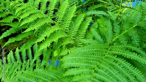 A large bush of fern with bright leaves