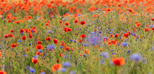 Fototapeta Naklejka Na Ścianę i Meble -  Maki i Chabry 