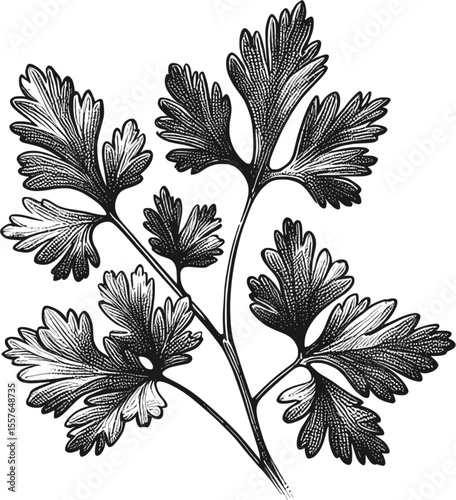 Parsley Delicate vintage linework ink sketch hand drawn pen drawing cooking herbs vector illustration background