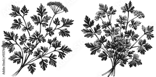 Parsley flower vintage linework ink sketch hand drawn pen drawing cooking herbs vector illustration background