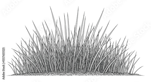 A Detailed Black and White Illustration of a Lush Bunch of Tall Grass in a Natural Outdoor Setting