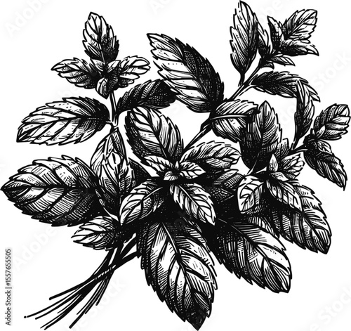 Mint bunch vintage linework ink sketch hand drawn pen drawing cooking herbs vector illustration background