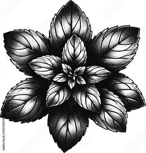 Botanical Sketch: vintage linework ink sketch hand drawn pen drawing cooking herbs vector illustration background