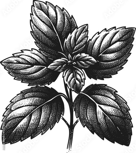 Mediterranean Herb – Oregano Ink Art vintage linework ink sketch hand drawn pen drawing cooking herbs vector illustration background