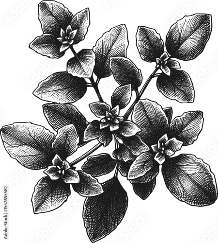 Wild Oregano vintage linework ink sketch hand drawn pen drawing cooking herbs vector illustration background