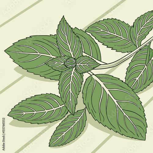 Green Mint Leaves Sprig Illustration Pale Beige Background Detailed Veins Botanical Drawing vector