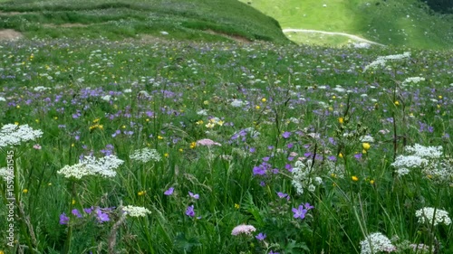 Vibrant wildflowers in a green meadow sway gently in the breeze, featuring diverse species like yellow blooms, purple spikes, and scattered orange flowers.