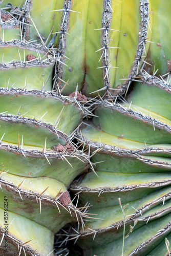 Laberinto de espinas
