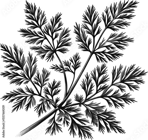 Feathery Fronds Dill vintage linework ink sketch hand drawn pen drawing cooking herbs bunch vector illustration background