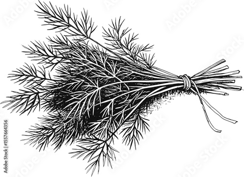 Delicate Dill vintage linework ink sketch hand drawn pen drawing cooking herbs bunch vector illustration background