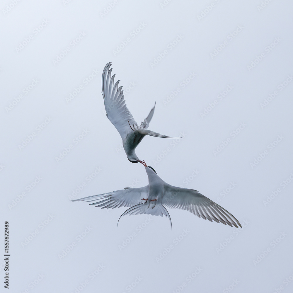 Obraz premium Two arctic terns interacting in flight with their beaks touching in Alaska