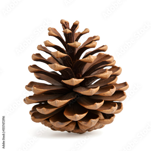 A single pinecone with realistic textures, isolated on a transparent background, natural and detailed.