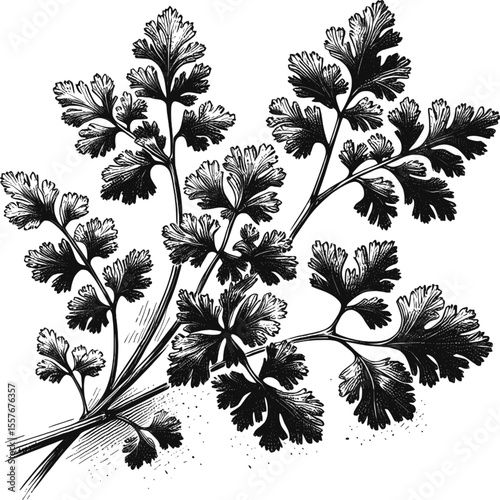 Cilantro Botanical vintage linework ink sketch hand drawn pen drawing cooking herbs vector illustration background