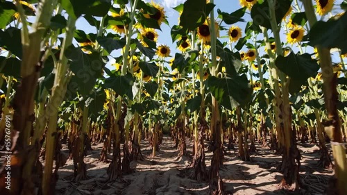 Bright yellow sunflowers waving across farmland, representing golden agricultural scene under clear azure sky with verdant surrounding landscape
