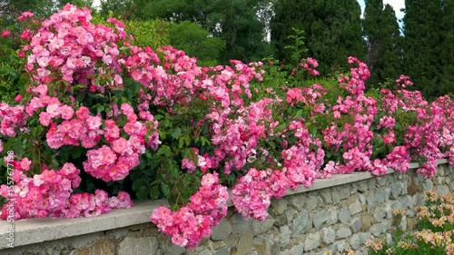 Vibrant Pink Flowers Bloom Along a Stone Wall in a Serene Garden