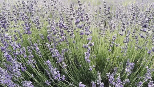Exploring a Beautiful Lavender Field in Full Bloom During the Summer