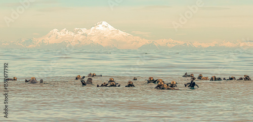 A group of sea otters floating in the water with a snow covered mountain in the background