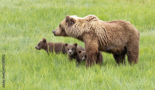 Fotografía A mother Alaskan brown bear and her three cubs standing in a field of green gras