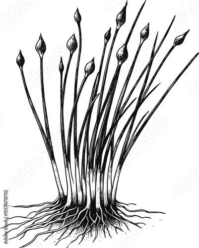 Garden Chives vintage linework ink sketch hand drawn pen drawing cooking herbs vector illustration background